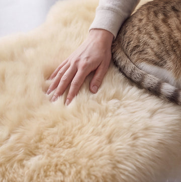Double New Zealand Sheepskin Rug & Throw, 2-Pelt, Medium, L180 x W65 cm, Champagne