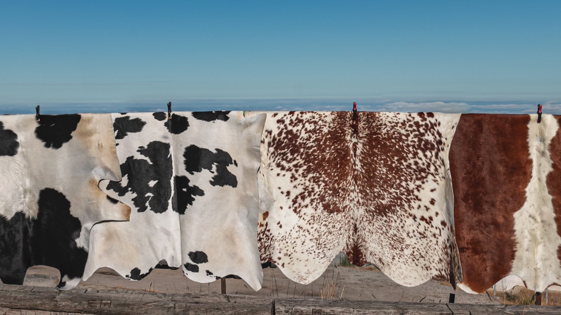 Load video: iCowhide UK - World&#39;s Finest Cowhide and Sheepskin Rugs