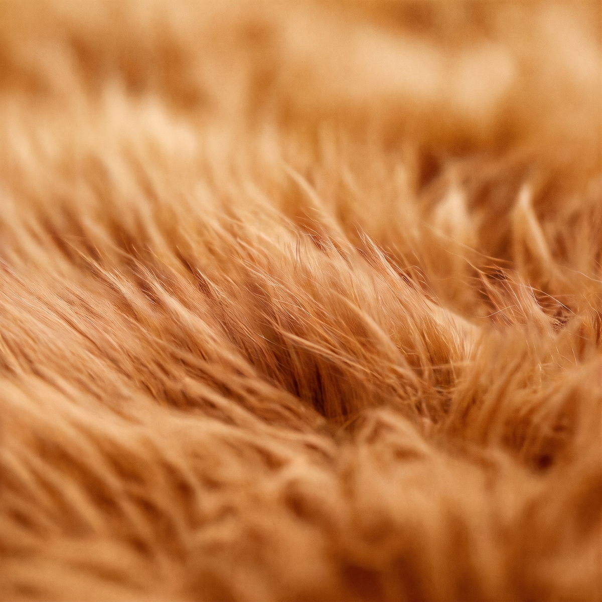 Quad New Zealand Sheepskin Rug & Throw in Honey, wool macro detail