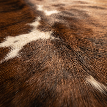 Close-up texture of brindle Nelore cowhide hair