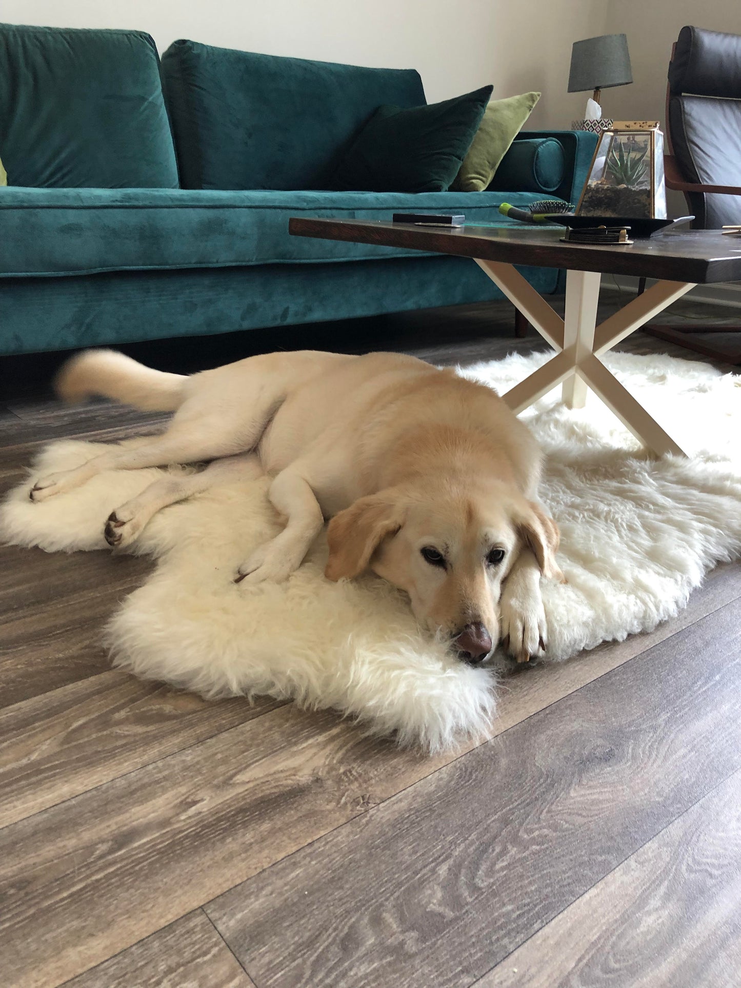 Natural Premium New Zealand Sheepskin Rug & Throw, Quad, W105 x L180 cm, Ivory
