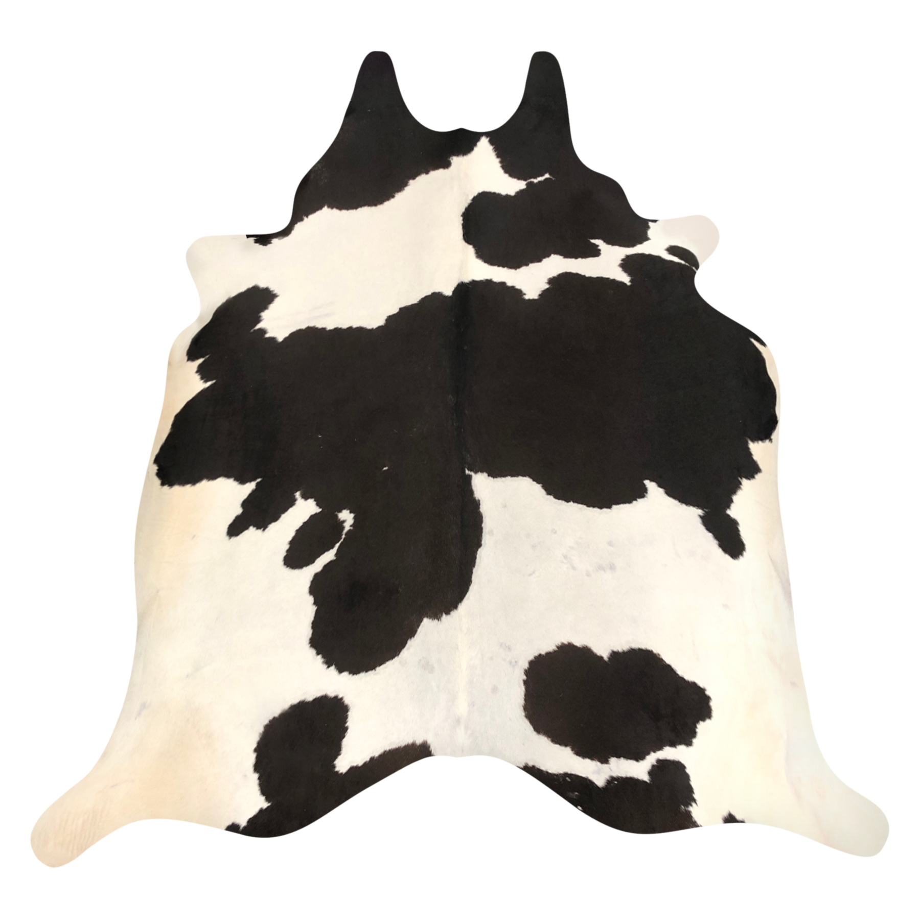Natural Brazilian cowhide rug in Espresso & Ivory with Holstein markings, 232 x 236 cm