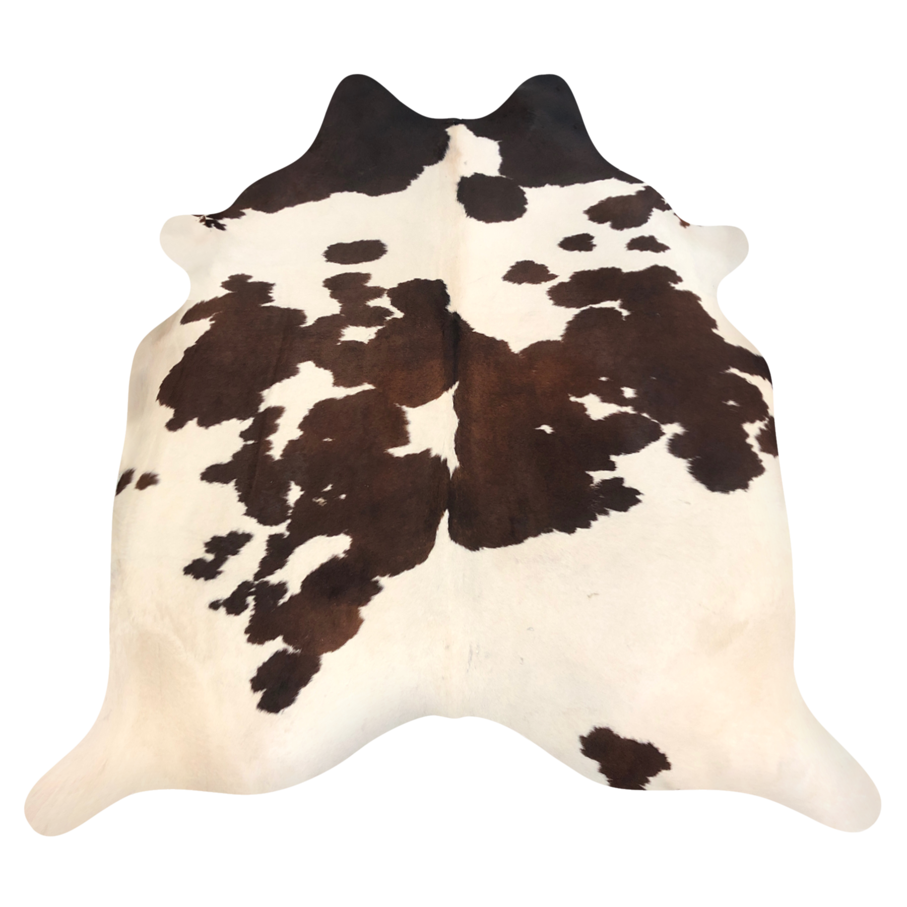 Natural Brazilian cowhide rug in Chocolate, Ivory & Espresso with exotic markings, 208 x 235 cm