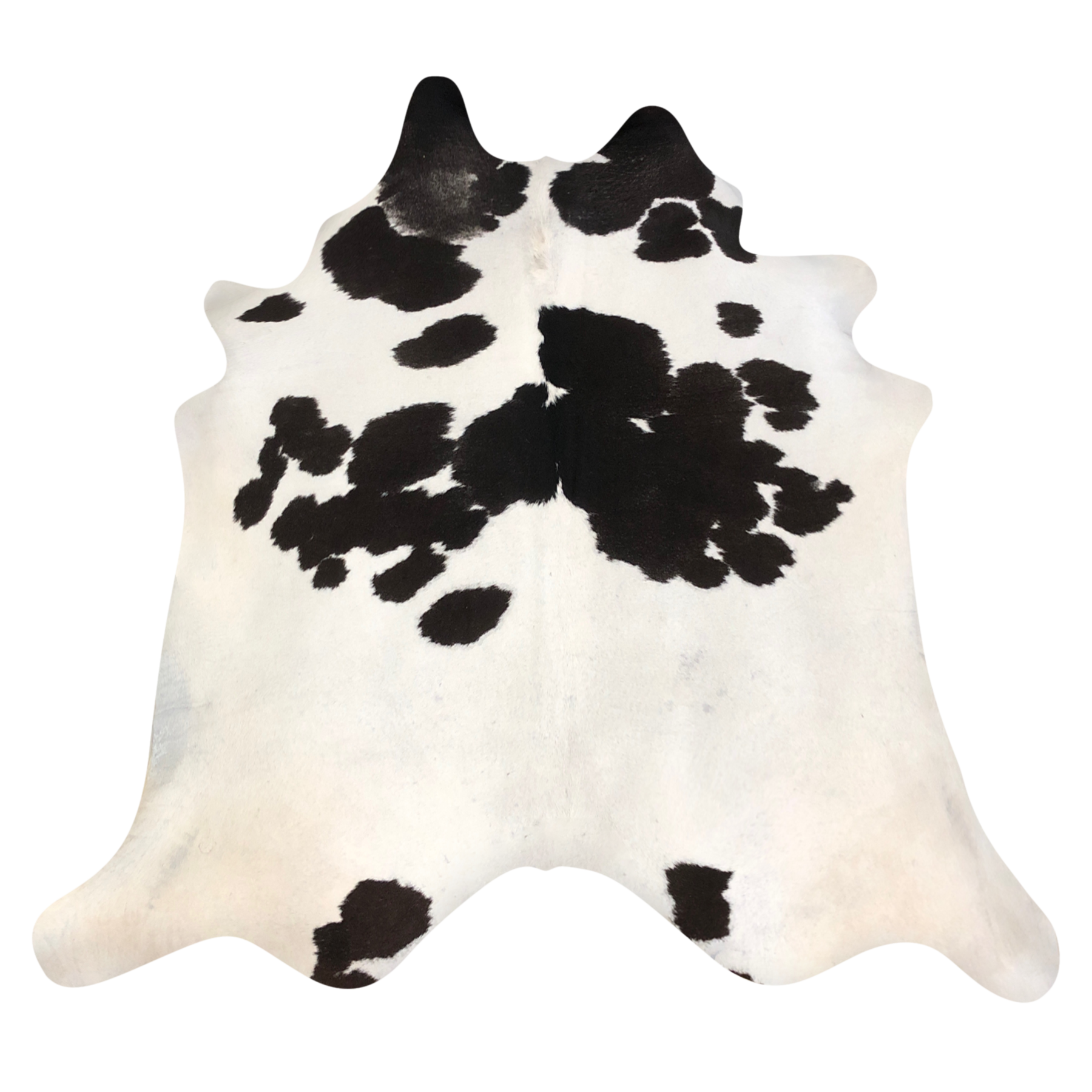 Natural Brazilian cowhide rug in Ivory & Espresso with Exotic markings, 220 x 238 cm