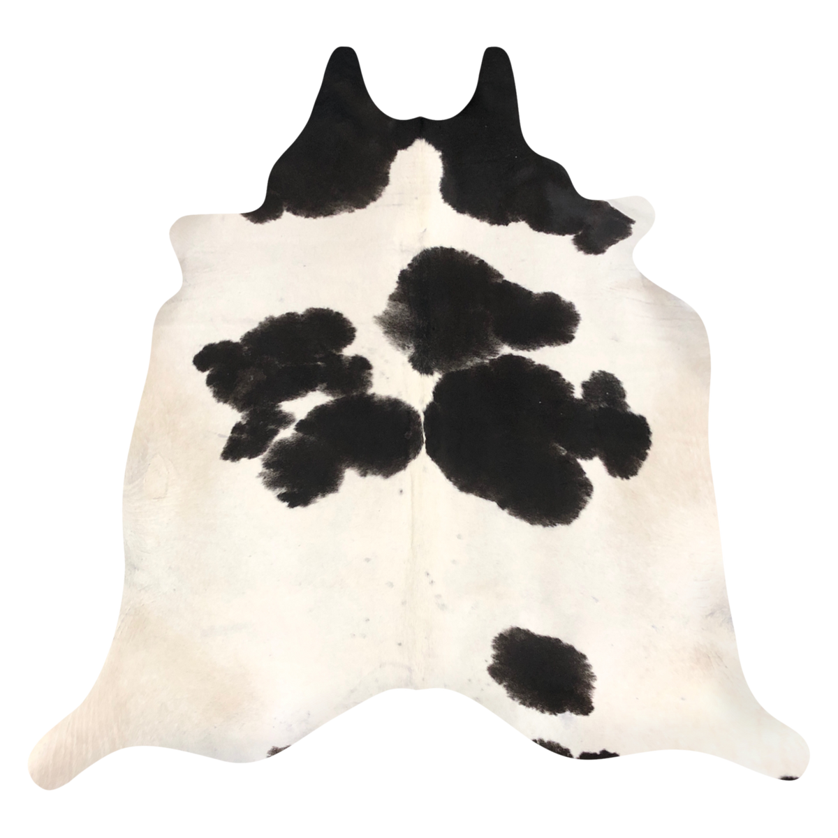 Natural Brazilian cowhide rug in Ivory & Espresso with exotic markings, 208 x 233 cm