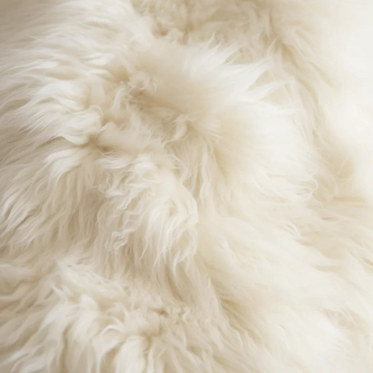 Close-up of the soft Ivory coloured New Zealand sheepskin wool