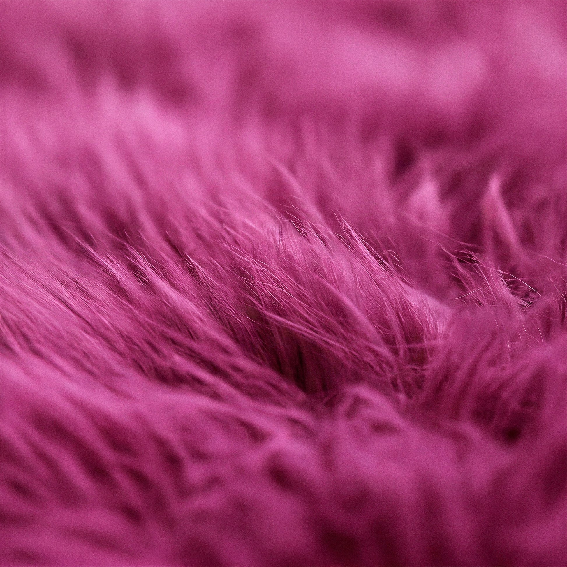 Close-up of fuchsia sheepskin wool texture