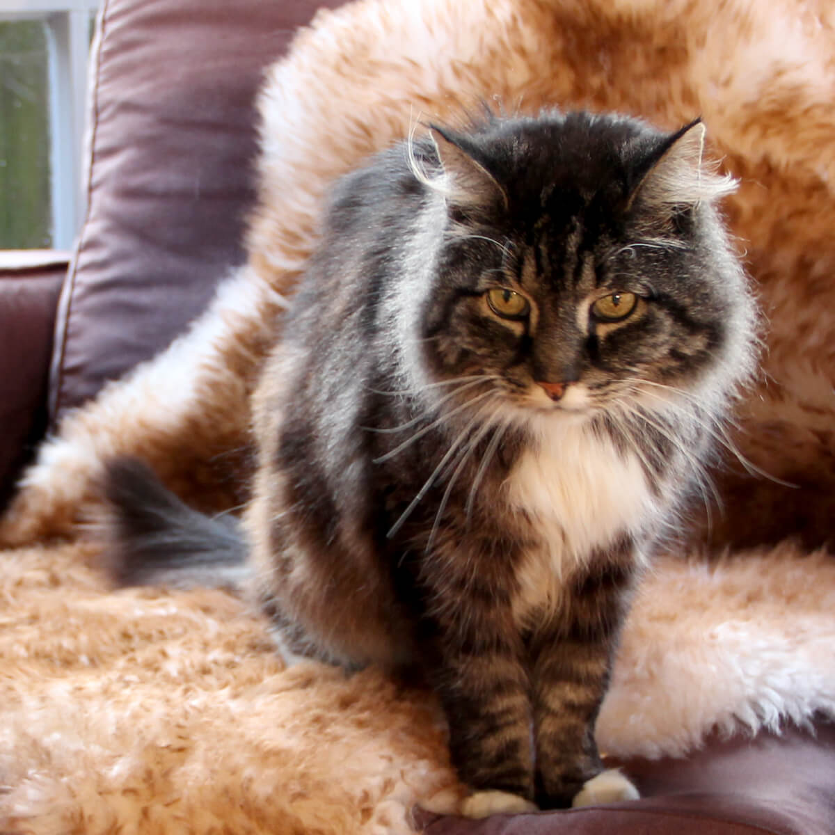 Petcare sheepskins