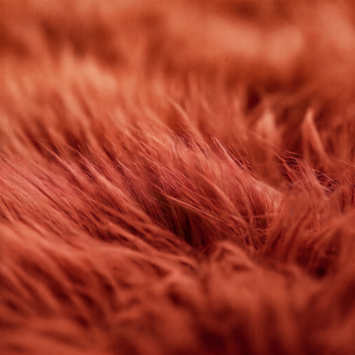 Quad New Zealand Sheepskin Rug & Throw in Burnt Orange, wool macro detail