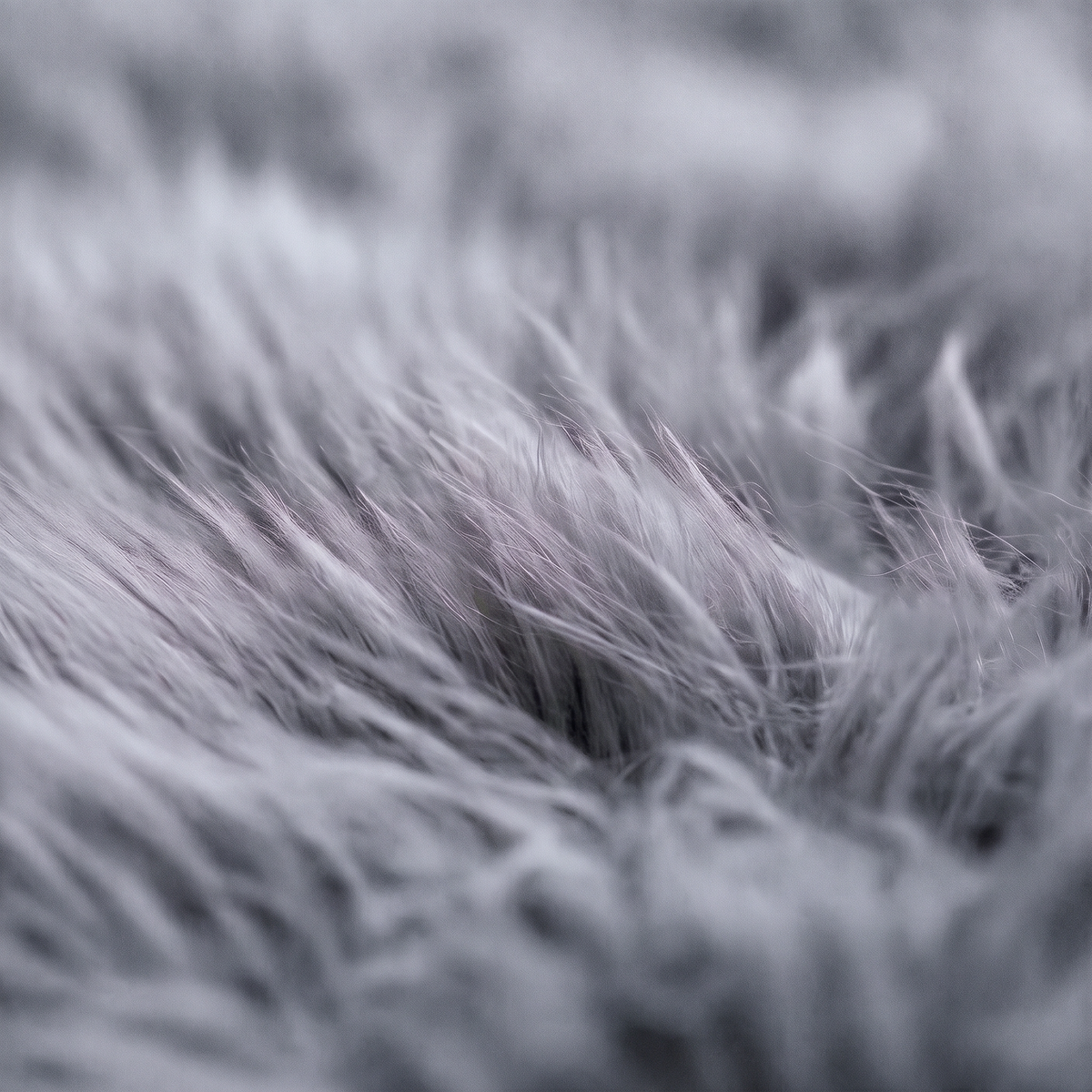 Quad New Zealand Sheepskin Rug & Throw in Grey Mist, wool macro detail
