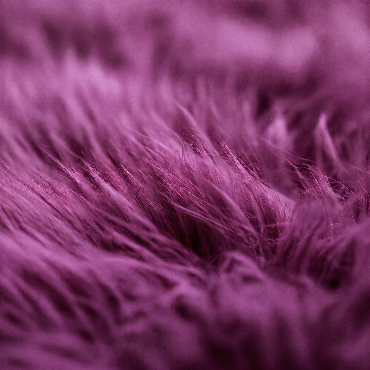 Close-up of purple sheepskin wool texture