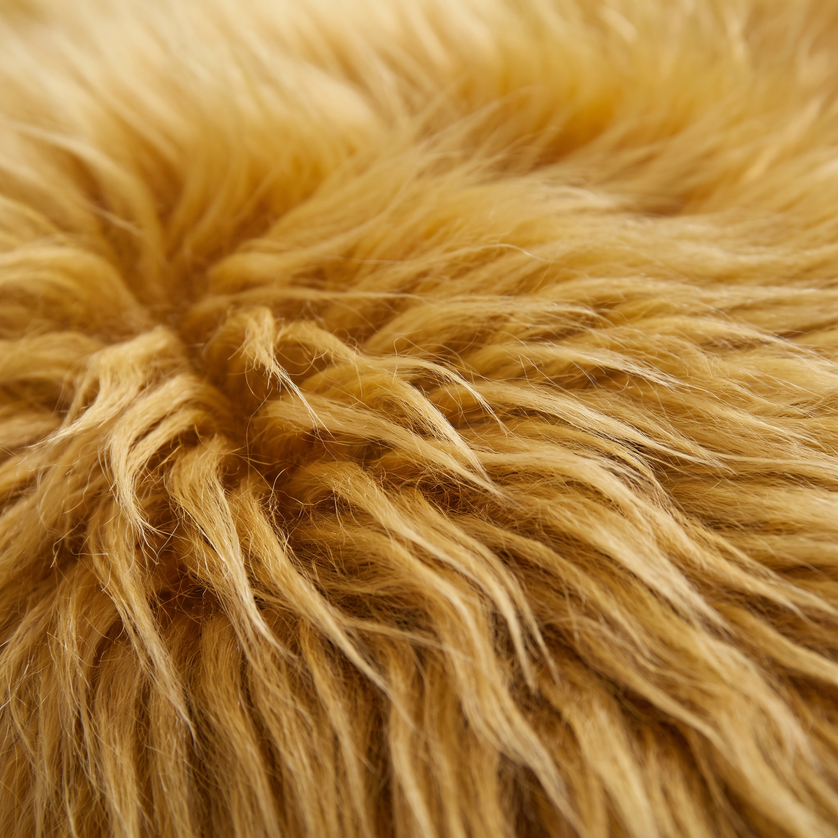 Close-up of Squash golden long wool sheepskin fibres