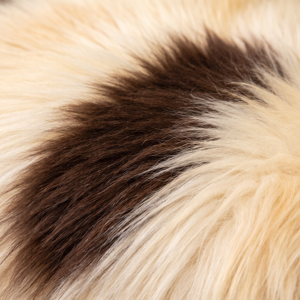 Close-up of Printed Jacob long wool sheepskin fibres, cream with dark brown markings