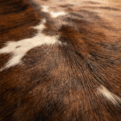 Close-up texture of brindle Nelore cowhide hair